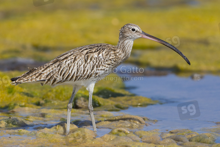 Eurasian Curlew